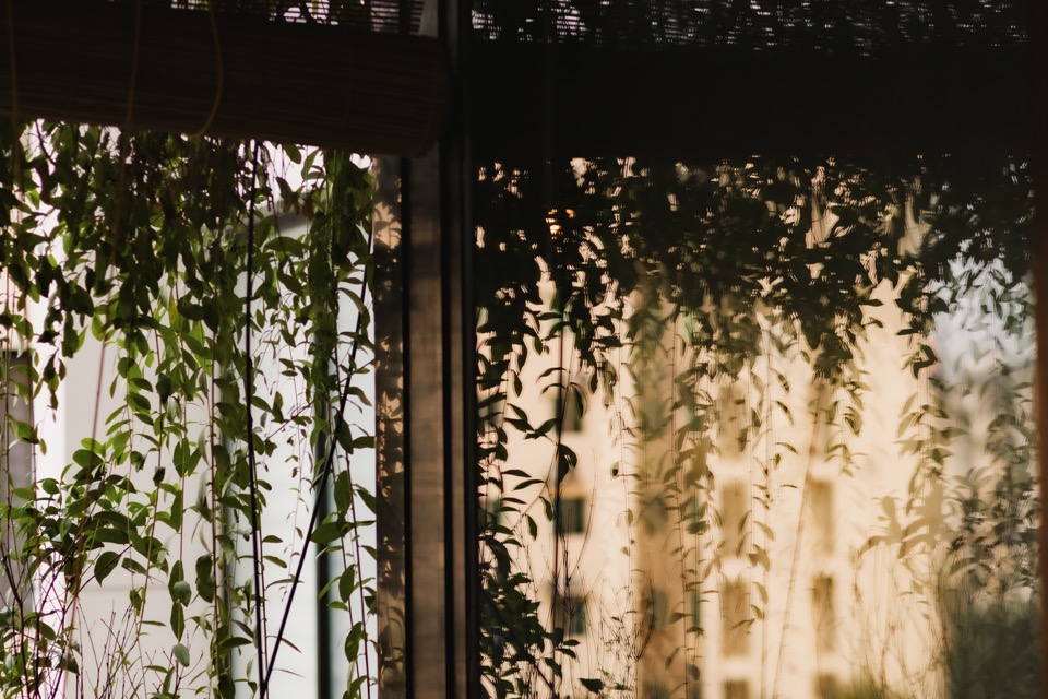 Layered plants and bamboo blinds filtering afternoon light