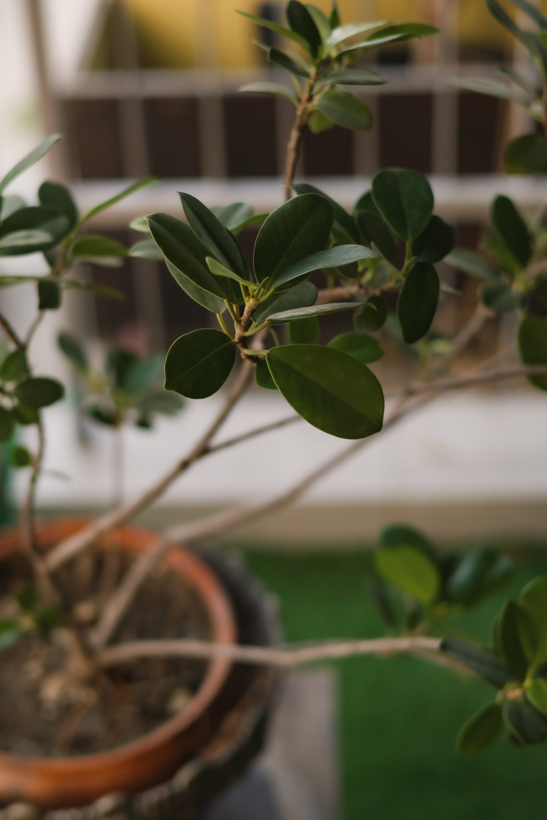 Layered green leaves forming a soft visual screen at the veranda