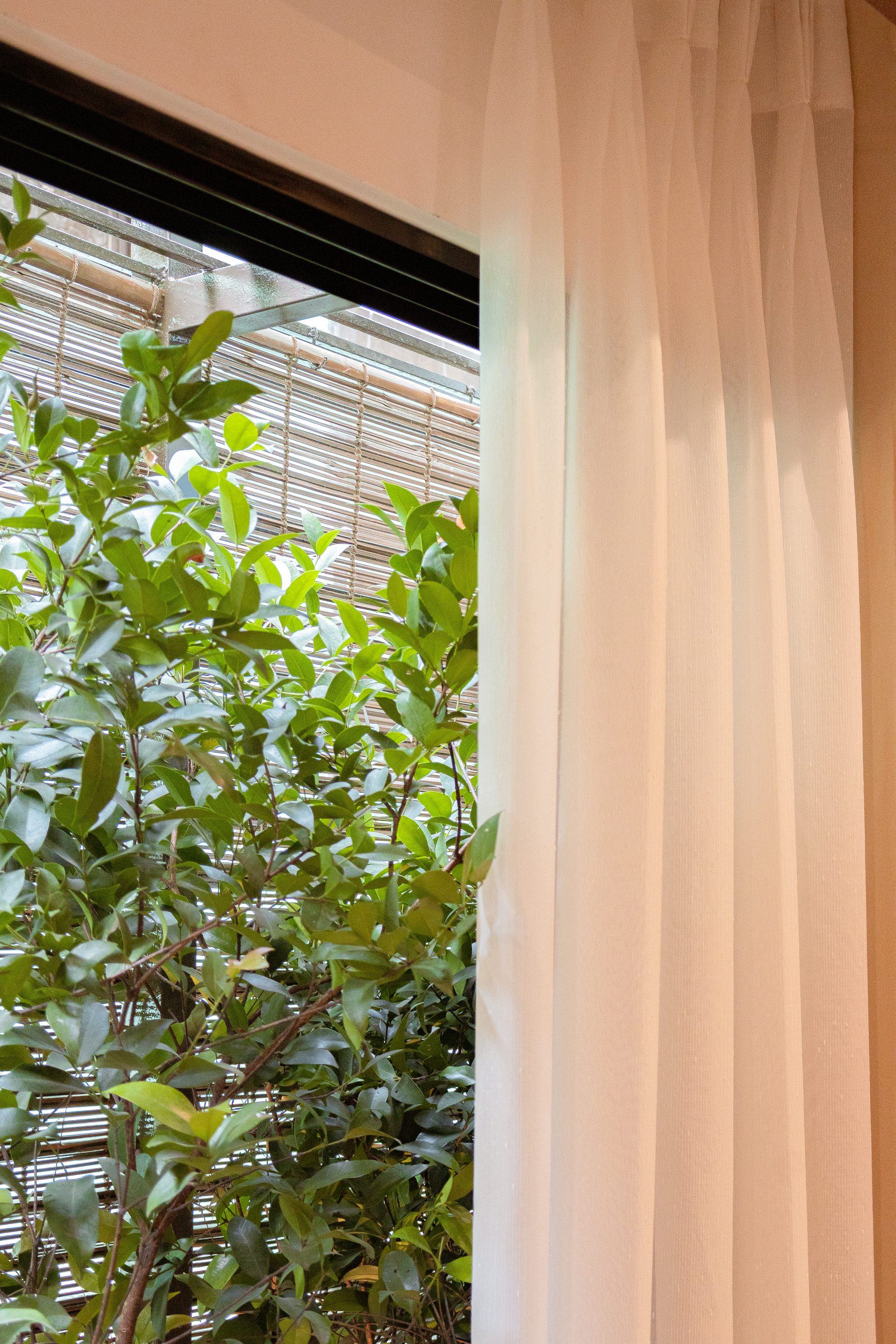 Layered greenery outside a softly curtained window